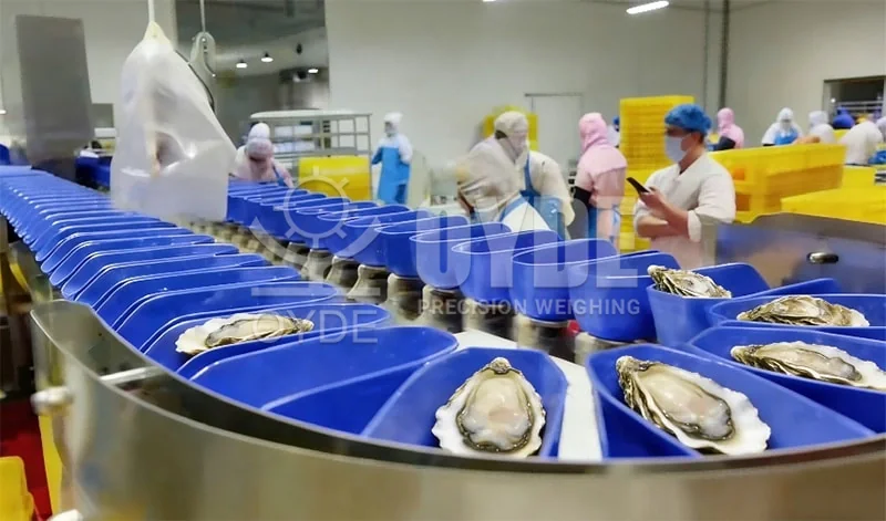 Box-type Sorting Combination Weigher - Automatic Sorting & Weighing Scale